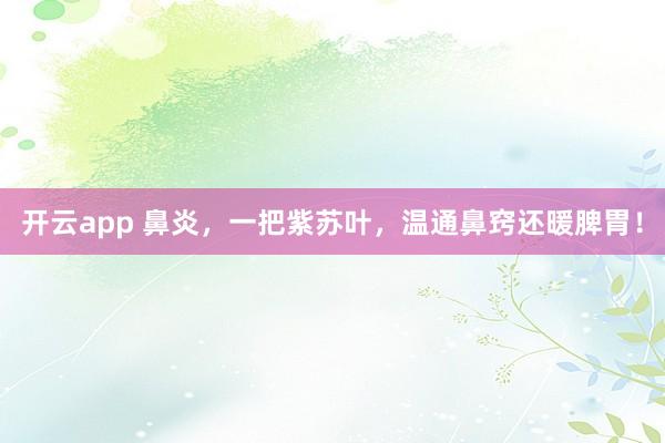 开云app 鼻炎，一把紫苏叶，温通鼻窍还暖脾胃！